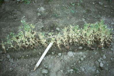 Pea cyst nematode on pea-2