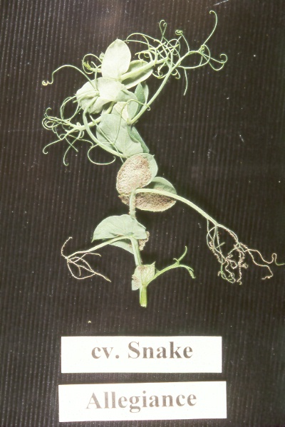 Downy mildew on pea-2