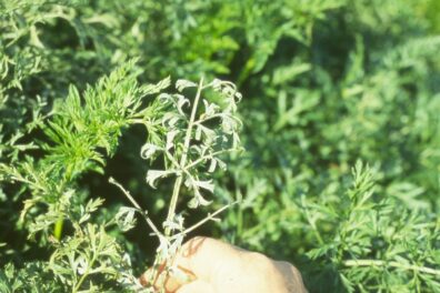 powdery mildew on carrot-4