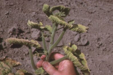 curly top on winter squash