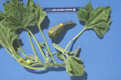 suspected watermelon mosaic virus on summer squash