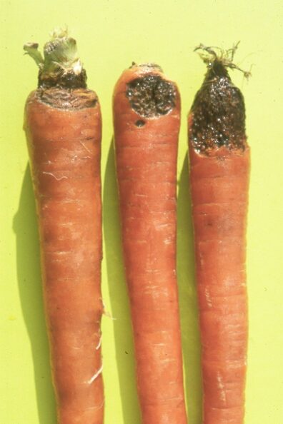 Black rot on carrot-1