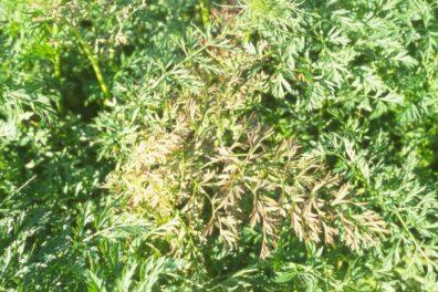 Aster Yellows on carrot-2