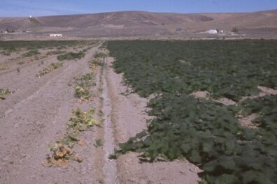 curly top on butternut squash