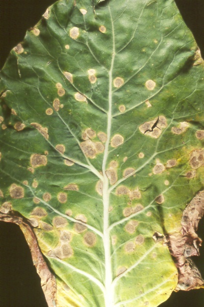 Swiss chard leaves having ramularia spots