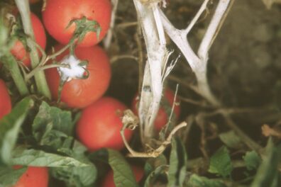 White mold on tomato