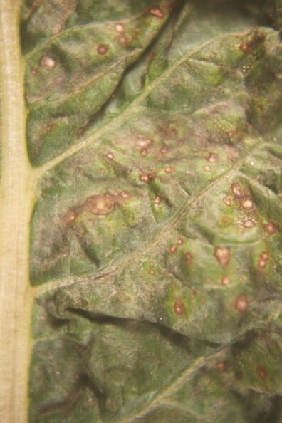 symptoms of Ramularia on a Swiss chard leaf