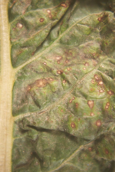 showing leaf spots on Swiss chard