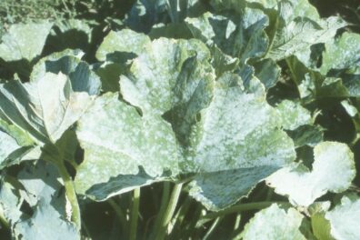 Powdery mildew on pumpkin