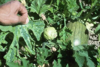 suspected virus on pumpkin