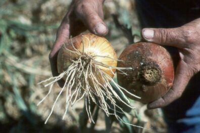 Fusarium basal rot on onion-1