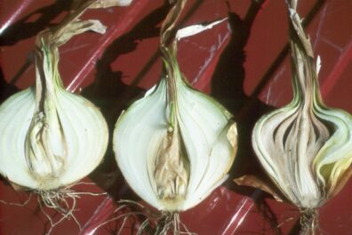 Bacterial soft rot symptoms on onion