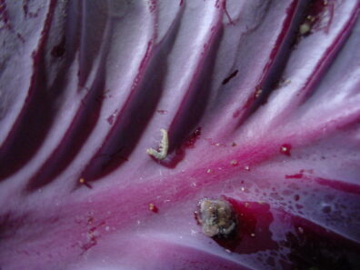 close up of diamondback moth larva on cabbage