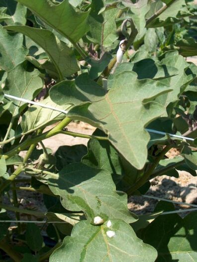 spittlebug on eggplant-1