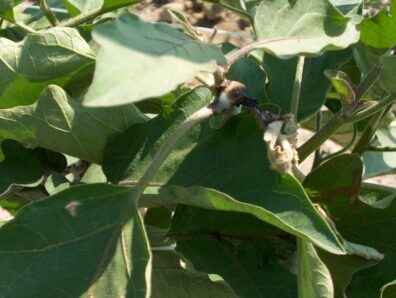 spittlebug on eggplant-2