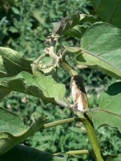 spittlebug on eggplant-3