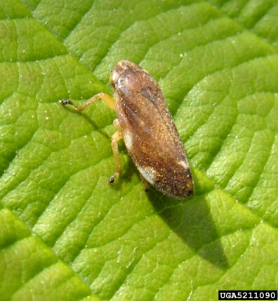 spittlebug on eggplant-4