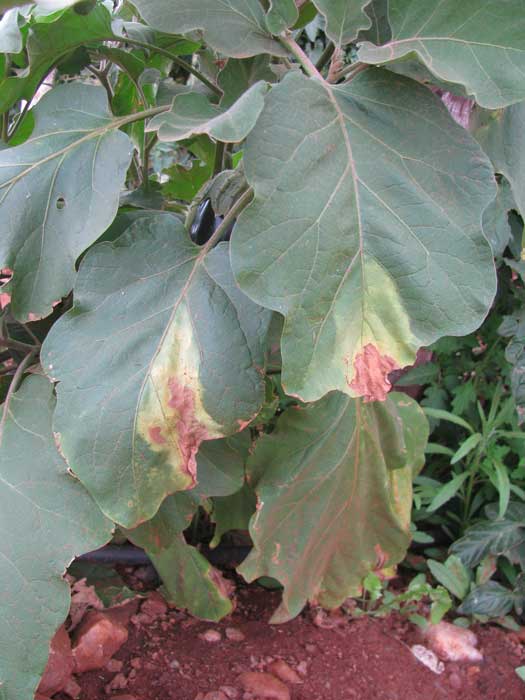 verticillum wilt damage on eggplant-1