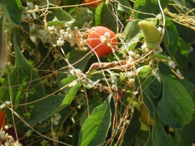 field dodder on pepper-3