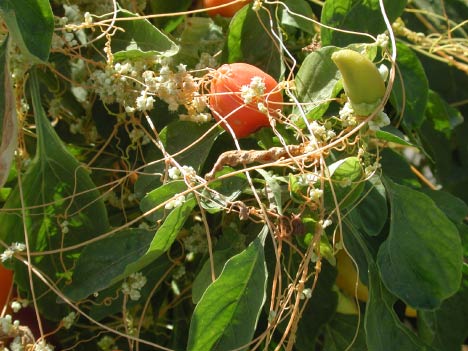 field dodder on pepper-3