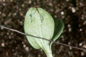 watermelon fruit blotch