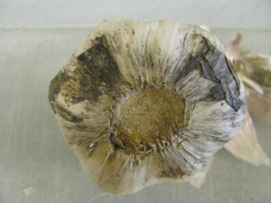 Embellisia skin blotch and bulb canker of garlic-1