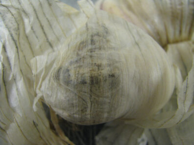 Embellisia skin blotch and bulb canker of garlic-2