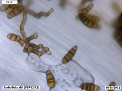 Embellisia skin blotch and bulb canker of garlic-3