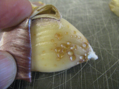 Damaged garlic clove-3