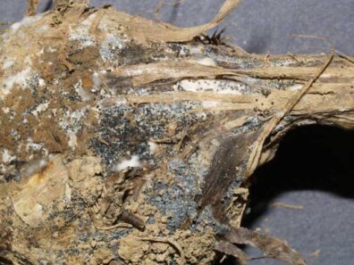 white rot on garlic bulb-3