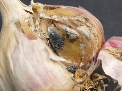 white rot on garlic bulb-2