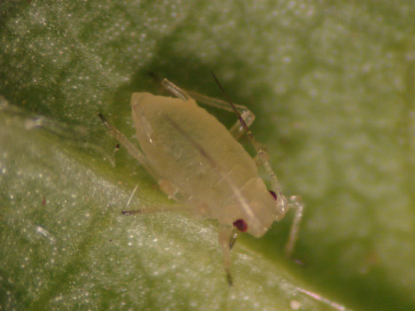 green peach aphid nymph on leaf