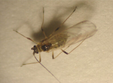 green peach aphid developed wings