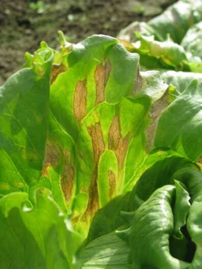 downy mildew on lettuce