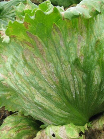 sporulation of Bremia lactucae on the lower lettuce leaf surface