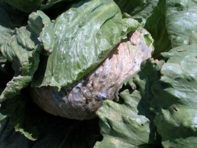 white mold symptoms on lettuce-2