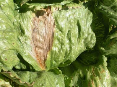 aerial infection of Sclerotinia sclerotiorum