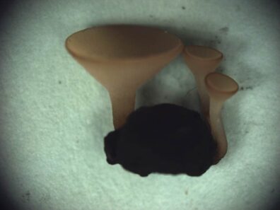 Sclerotinia sclerotiorum pathogen-2