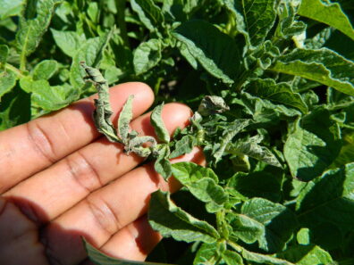 feeding injury from lygus bugs on potato plants
