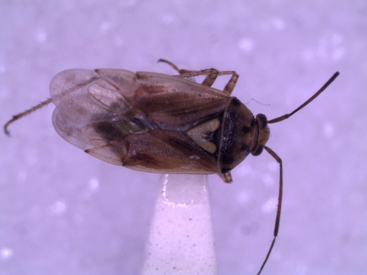 An adult lygus bug-3