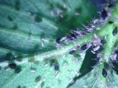 melon aphids on host plant-1