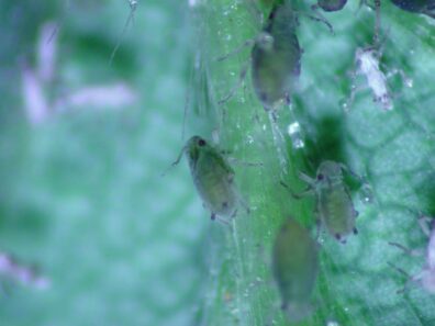 melon aphids on host plant-2