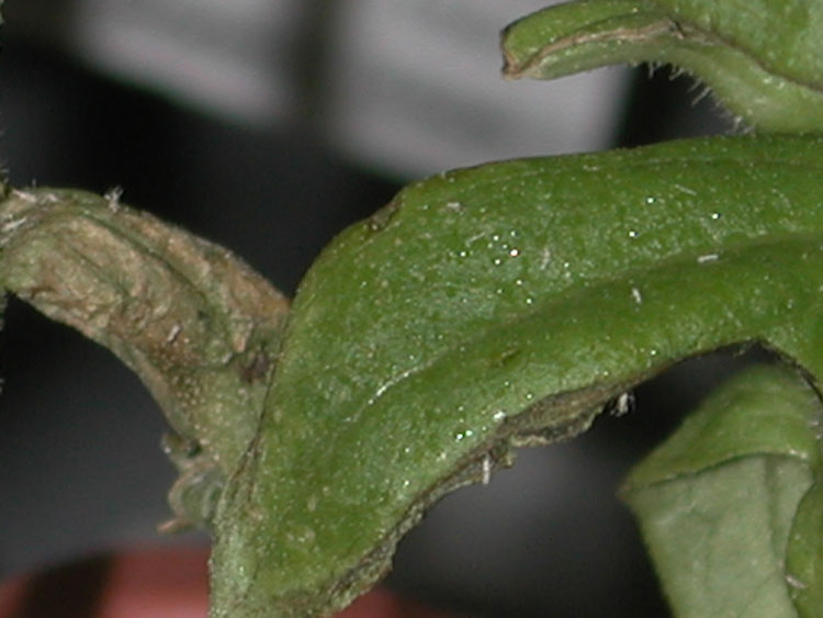 damage from melon aphids on honeydew leaves