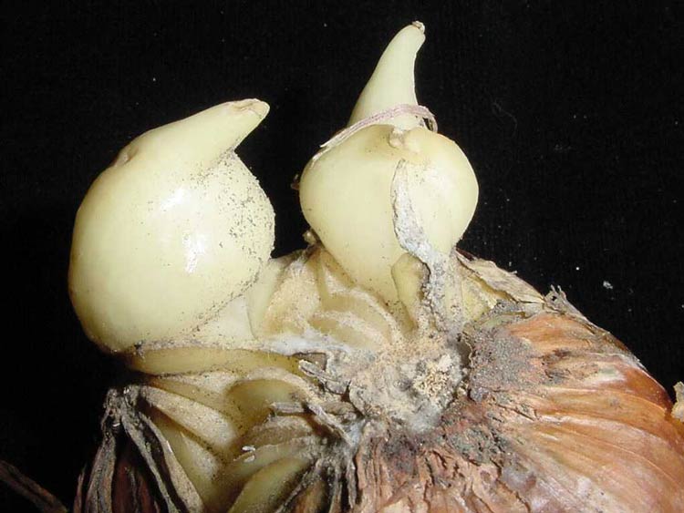 Onion basal plate splitting Pacific Northwest Vegetable Extension