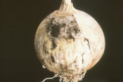 Black mold symptoms on an onion