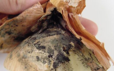 Severe black mold of an onion bulb