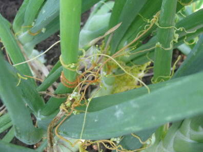 dodder symptoms on onion stems