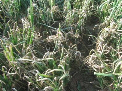 Downy mildew symptoms on an onion