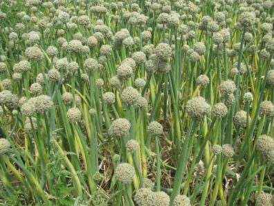Bright yellow, elondowny mildew in an onion seed crop