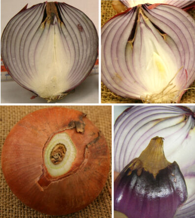 Onion internal dry scale-1L
